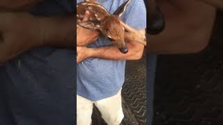 Fawn saved from fox attack [upl. by Aikemehs]