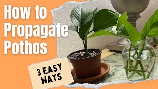 How to Propagate Pothos 3 easy ways  MOODY BLOOMS [upl. by Rhyner]