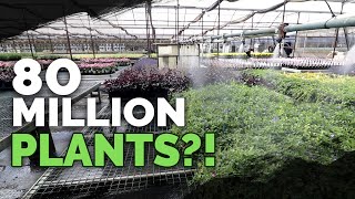 How To Grow MILLIONS of Plants a Year Plant Nursery Tour [upl. by Chevy]