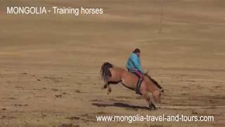 MONGOLIA  How to break a horse Mongolian style  By Mongolia Travel amp Tours [upl. by Nesnej]