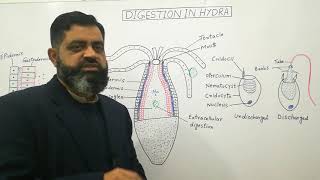 Digestive system of Hydra English medium profmasoodfuzail Digestive system of Cnidarians [upl. by Aeriela873]