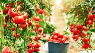 Amazing Greenhouse Tomatoes Farming  Greenhouse Modern Agriculture Technology [upl. by Nevlin]