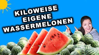 Wassermelonen Deutschland Anbauen  Wassermelone im Freiland  Anbauen wie die Profis in Asien [upl. by Eissat655]