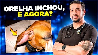 CACHORRO COM A ORELHA INCHADA ALERTA [upl. by Adnohsed]