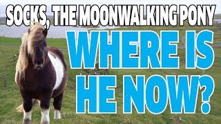 Socks the Moonwalking Pony  Where is he now [upl. by Amla532]