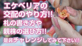 【多肉植物】エケベリアの交配のやり方札の書き方や親株の選び方是非チャレンジしてみて下さい【succulent】トロピカルガーデン [upl. by Artemas]