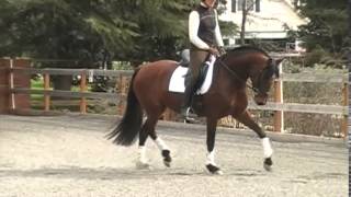 Andalusian Dressage Partners Barcelona KR [upl. by Ahrat]