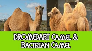 Dromedary Camel amp Bactrian Camel  The Differences [upl. by Eloc]