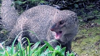 Hawaiian Mongoose [upl. by Feer]