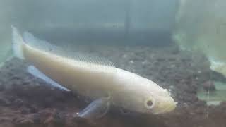 Channa Striata Albino Super Cuantiiq [upl. by On]