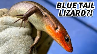 Five Lined Skink Facts the BLUE TAIL Skink 🦎 Animal Fact Files [upl. by Bevis]