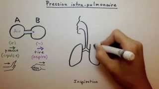 Pression intrapulmonaire [upl. by Atineb521]