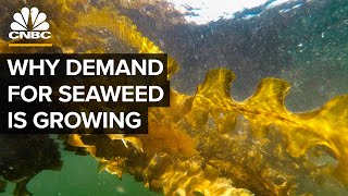 Why Demand For Seaweed Is About To Boom [upl. by Allayne913]