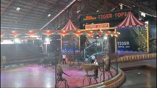 Tiger show vlog in Thailand  Enjoying Thailand trip  2025 [upl. by Seth]