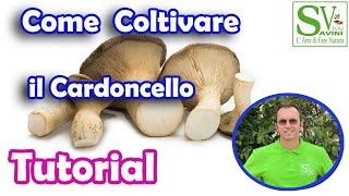 Come Coltivare Il Fungo Cardoncello [upl. by Siramad486]