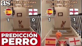 El FAMOSO PERRO PREDICE el resultado del ESPAÑA  INGLATERRA [upl. by Aikem]