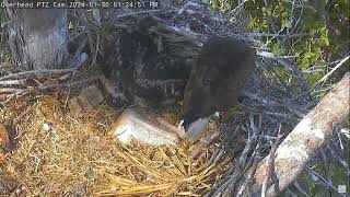 Captiva Eagle Cam 30012024 1312 [upl. by Ydospahr]