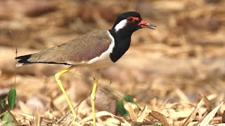 Redwattled Lapwing Call  Birding in Thailand  นกกระแต้แวด [upl. by Sliwa]