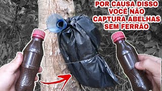 5 DICAS para VOCÊ CAPTURAR ABELHAS SEM FERRÃO Mais Rápido [upl. by Quintie138]