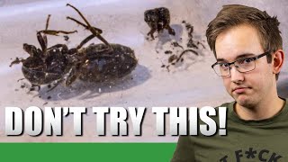 2 LASIUS NIGER QUEENS TOGETHER  💀  The 2020 Lasius Niger Experiment Update 5  Ant Holleufer [upl. by Pascia]