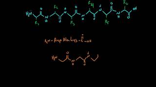 Drawing Peptides [upl. by Yesac210]