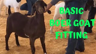 Fitting Boer Goats For A Show [upl. by Sylera]