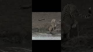 Crocodile attacks Cheetah Plus What if it was a lion instead wildlife crocodile cheetah [upl. by Aniehs]