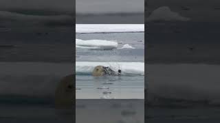 Polar Bears Stealty Ambush on a Seal From BBC Earth wildlife animals [upl. by Monte]