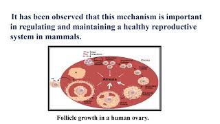 Follicular Atresia Video No 492 [upl. by Annahsal988]