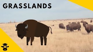 Grasslands  Biomes of the World [upl. by Raynor786]