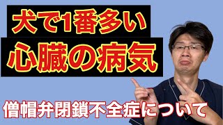 【犬の僧帽弁閉鎖不全症について】日頃の生活で大事なことや見逃してはいけない兆候など、獣医師がわかりやすくお話します [upl. by Nilats]