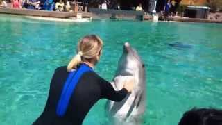 Dolphin Interaction at San Diego Sea World [upl. by Levey976]