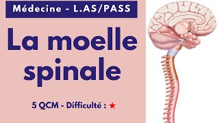 La moelle spinale  Médecine  LASPASS  5 QCM  Difficulté  ★ [upl. by Player]