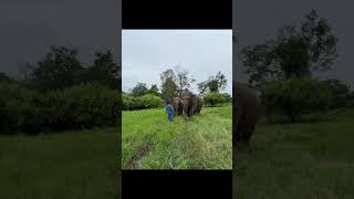 Bahubali movie songs😘 wildanimals bahubali song 1millionsubscribers elephant support video [upl. by Mitman918]