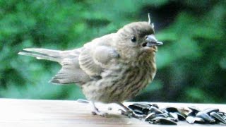 Excitable House Finch Fledgling [upl. by Keil]