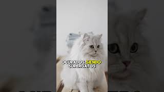 Eres IGNORADO por tu gato Descrubre la razon [upl. by Stephenie]