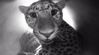 Newborn Amur Leopards  Natures Miracle Babies  BBC Earth [upl. by Athal]