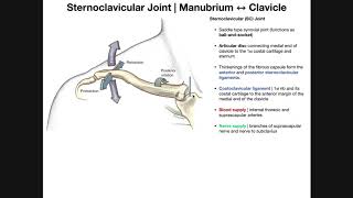 The Sternoclavicular SC Joint  Anatomy and Function [upl. by Goles]