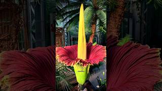 Corpse Flower Time Lapse  shorts motivation corpseflower biggest flowers blooming [upl. by Cirtemed]