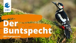 Der Buntspecht Dendrocopos major Steckbrief mit Gesang Vogelarten kennen lernen mit den Experten [upl. by Clougher935]