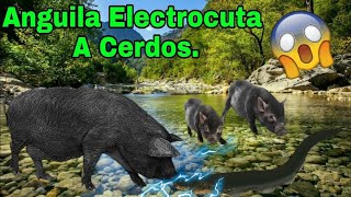 ⚡ ANGUILA ELÉCTRICA Electrocutando a Cerdos 🐖🐖⚡️⚡️ [upl. by Nnaj]