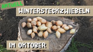 Steckzwiebeln im Herbst anbauen  Winterzwiebeln  Gemeinsam Gärtnern [upl. by Kelleher]