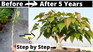 Process of Making a Bonsai Tree on a Rock Bonsai Master in Korea [upl. by Mcquoid515]