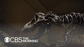 Smithsonian Museum of Natural History debuts longawaited dinosaur exhibit [upl. by Tini]