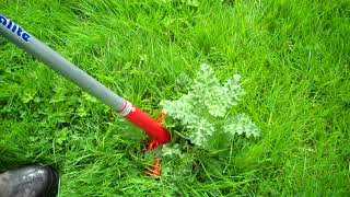 How To Get Rid of Ragwort [upl. by Khalil]