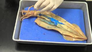 Squid dissection [upl. by Anoved61]