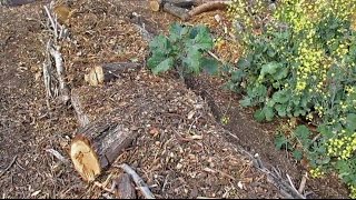 Annual Backyard Hugelkultur Maintenance amp Planting Out The Beds [upl. by Yaron]