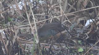 Waterral Water Rail [upl. by Haskel539]