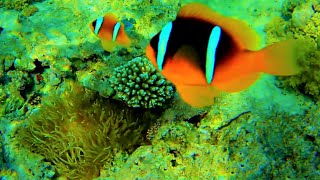 Sebae anemone Heteractis crispa and Red Sea Clownfish Amphiprion bicinctus [upl. by Abagael]