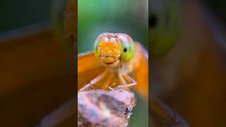 Focusing On the Small Stuff 🐝  Adcom 5 in 1 Mobile Phone Camera Lens Kit  shotwithadcom insects [upl. by Utta]